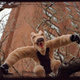 Illustration for article titled Interview: Minnesota Association Of Rogue Taxidermists
